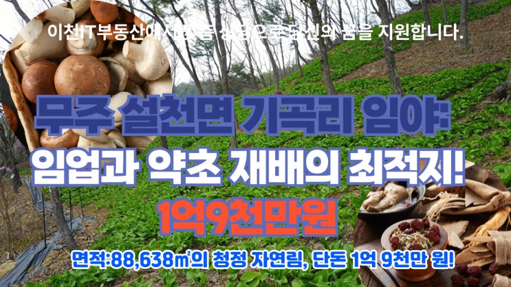  무주 설천면 기곡리 임야: 임업과 약초 재배의 최적지!1억9천만원