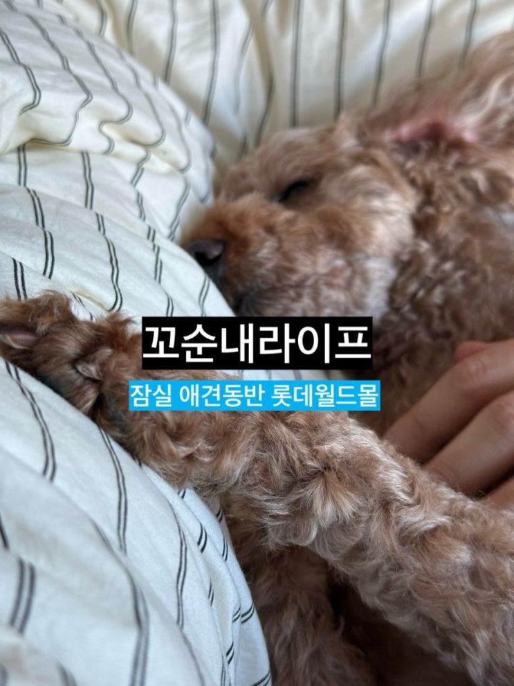  잠실 롯데월드몰 애견동반 가능 총정리 여름 주말 데이트 반려동물 동반 데이트 장소