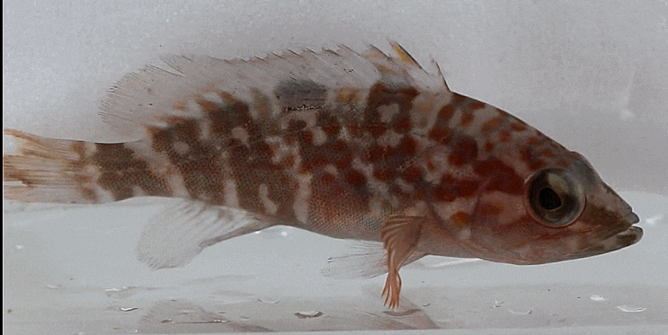  Epinephelus akaara キジハタ  붉바리 (juveniles)