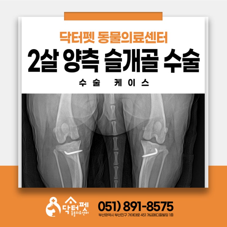  강아지 슬개골 탈구를 조기에 수술하면 뭐가 좋은가요? 부산 동물병원