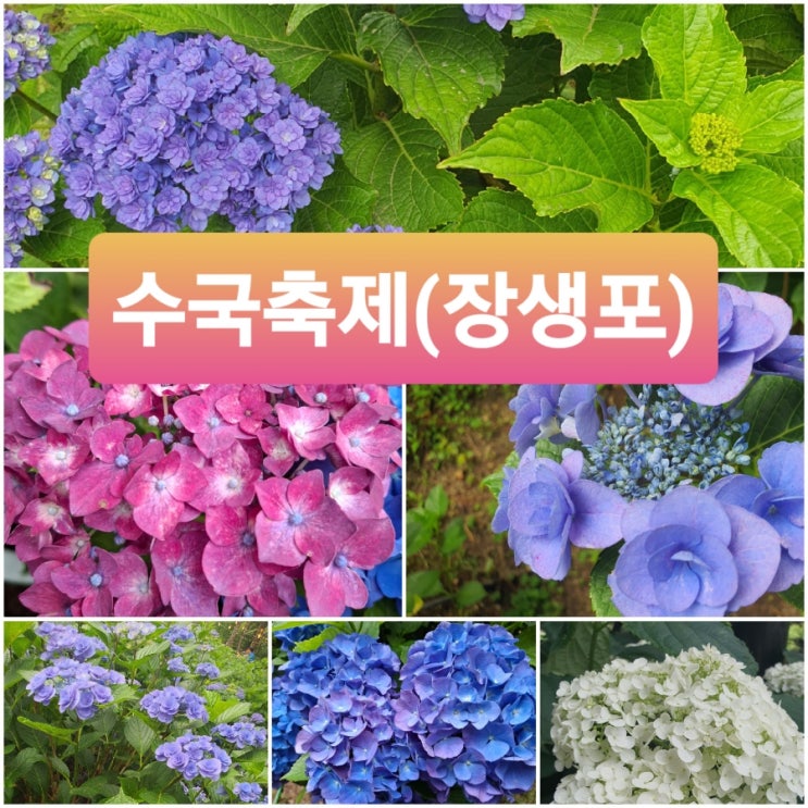  지금이 딱 좋아! 장생포수국축제 리얼 방문 후기