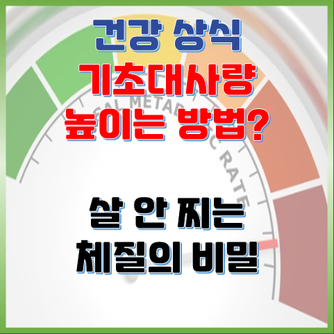  살 안 찌는 체질의 비밀, 기초대사량 높이는 방법 총정리