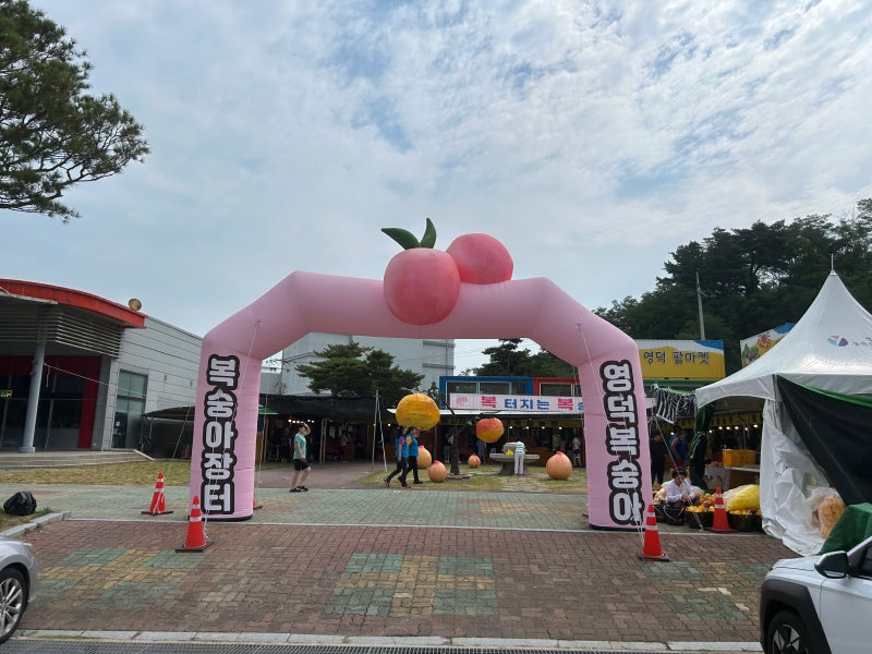 [영덕] 영덕 복숭아 축제 두군데 다 가 본 이야기