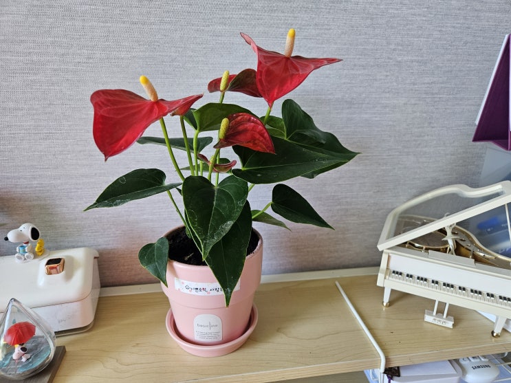  식집사 기록) 안스리움 키우기