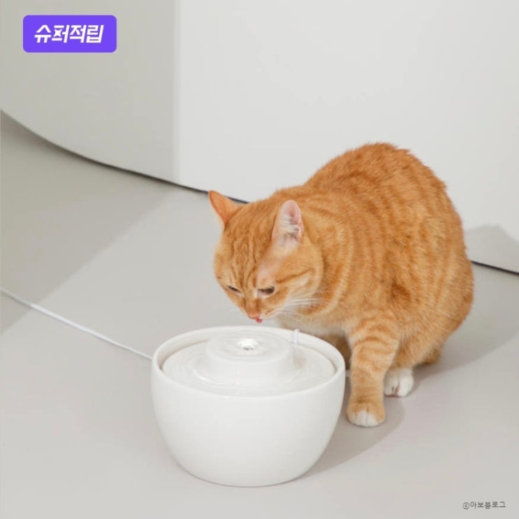  강아지 고양이 음수량 걱정 끝! 네이버 펫 바우처 8월 혜택으로 '두잇 웨이브팟' 마련 (ft. 세계 고양이의 날 이벤트)
