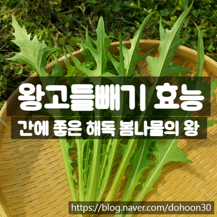  왕고들빼기 효능 먹는법 - 간에 좋은 봄나물