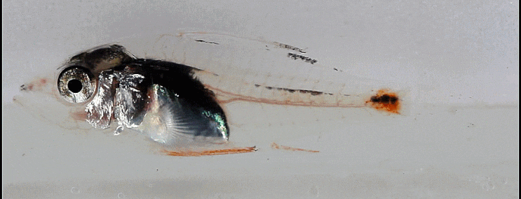  Epinephelus bruneus クエ 자바리(larval-early juveniles)
