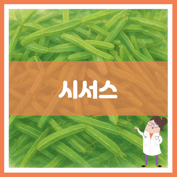  시서스 효능 섭취방법 부작용