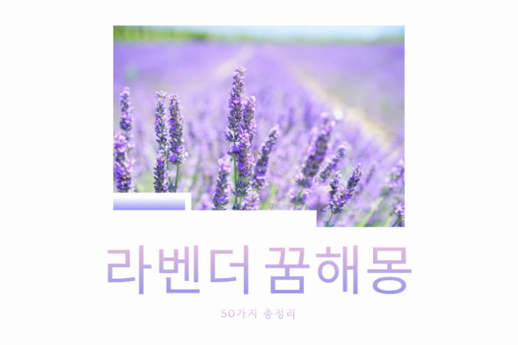  라벤더 꿈해몽
