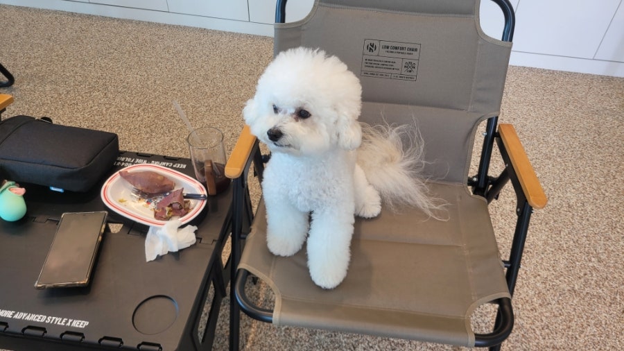 꿈펫 사진 5