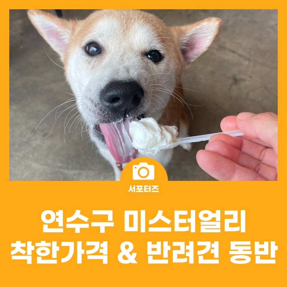 미스터얼리 사진