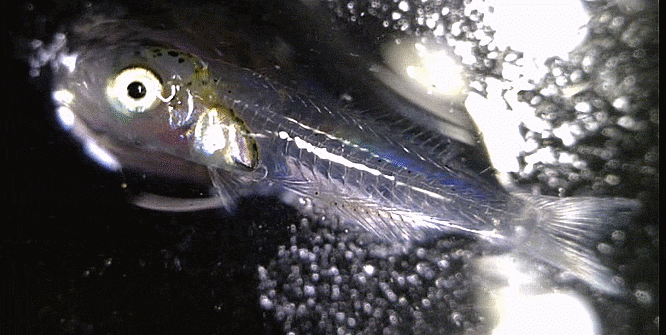  Gerres equulus クロサギ 게레치 (larval-early juveniles)