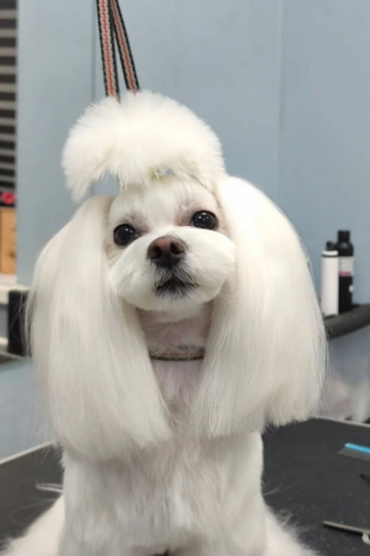  이바우펫 차별점으로 보는 애견미용 산업의 미래