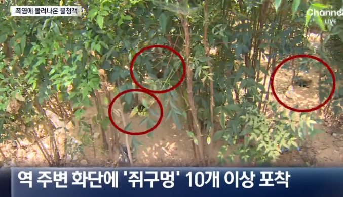  서울 도심, ‘쥐떼 공포’ 재현… 폭염·노후 하수관이 원인