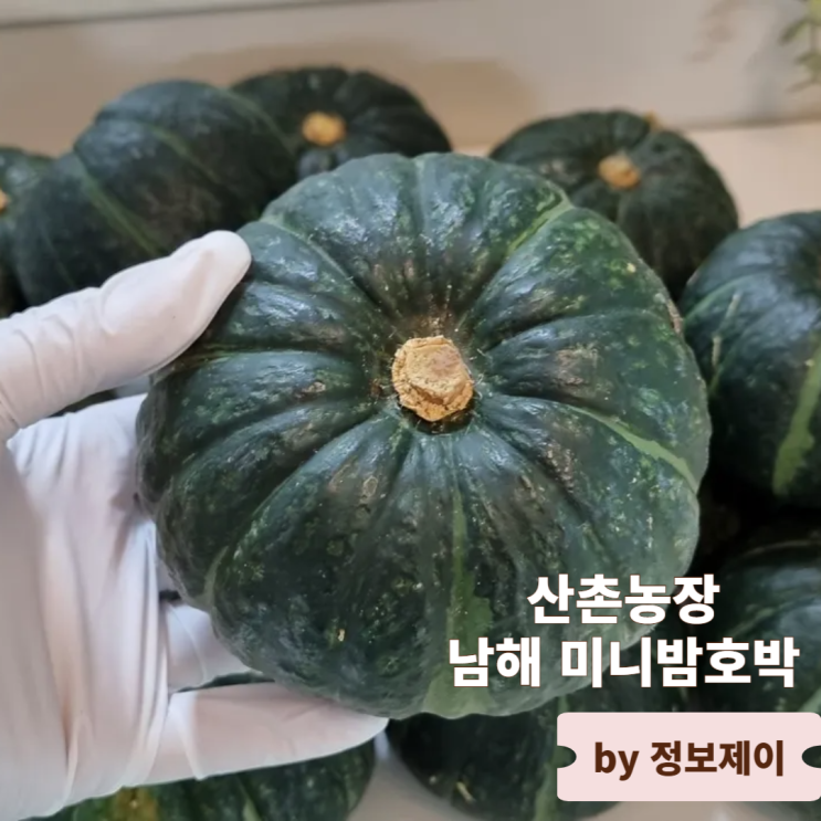  아이 간식 추천 산촌농장 단호박 사포닌 가득 건강한 남해 미니밤호박 후기