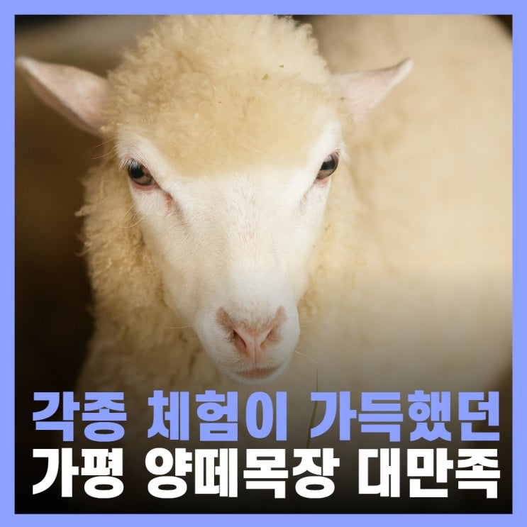  가평 실내 아이와 가볼만한곳 추천 동물체험 양떼목장