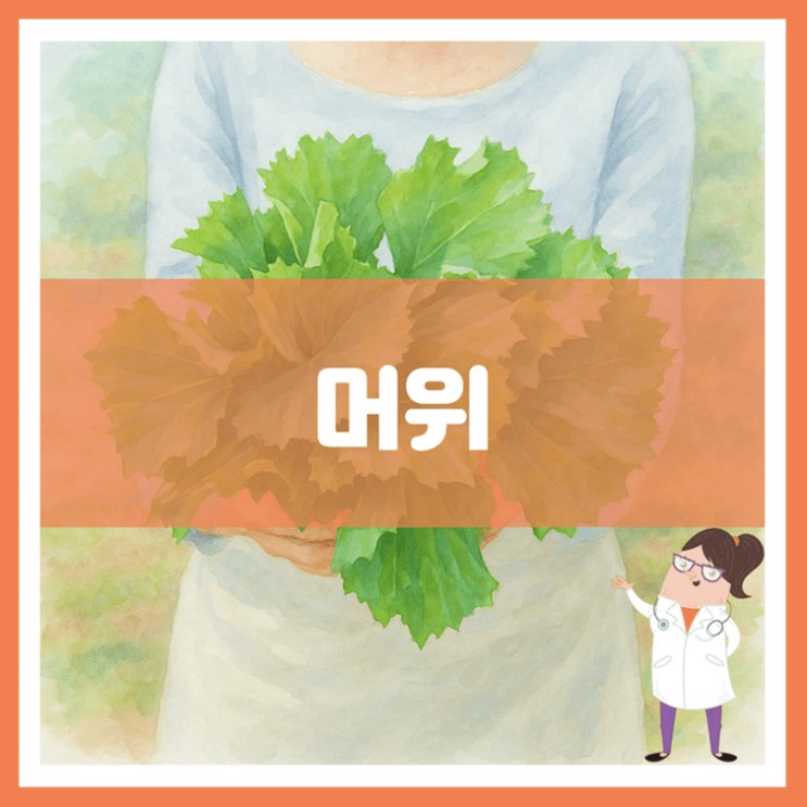  머위 5가지 효능 부작용 고르는 방법