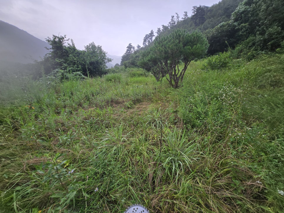 버드산 사진 4