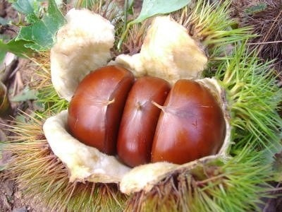 밤줍는 태몽 꿈해몽 대추따는꿈 큰 알밤 소쿠리 받는 꿈 대추나무 주렁주렁 열린 꿈