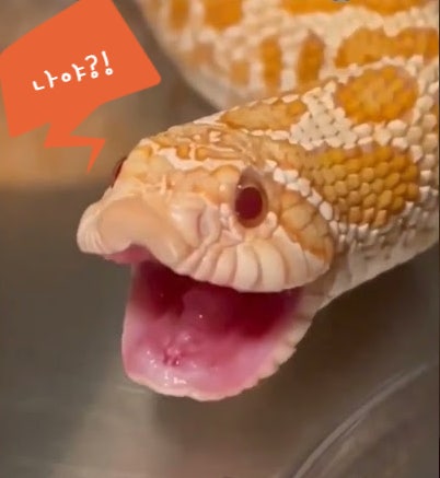 파충류 = 살모넬라?