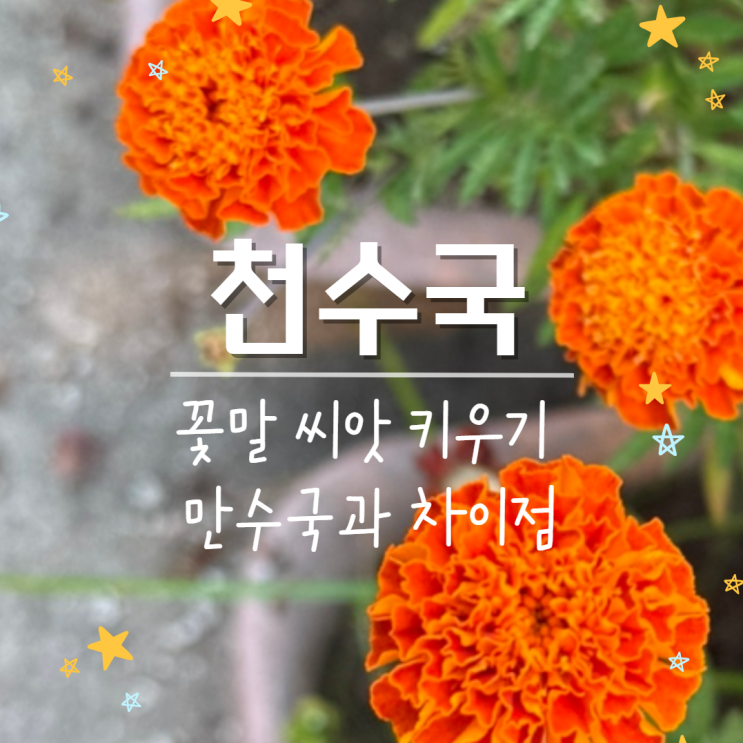  천수국 꽃말 씨앗 키우기, 만수국 차이?