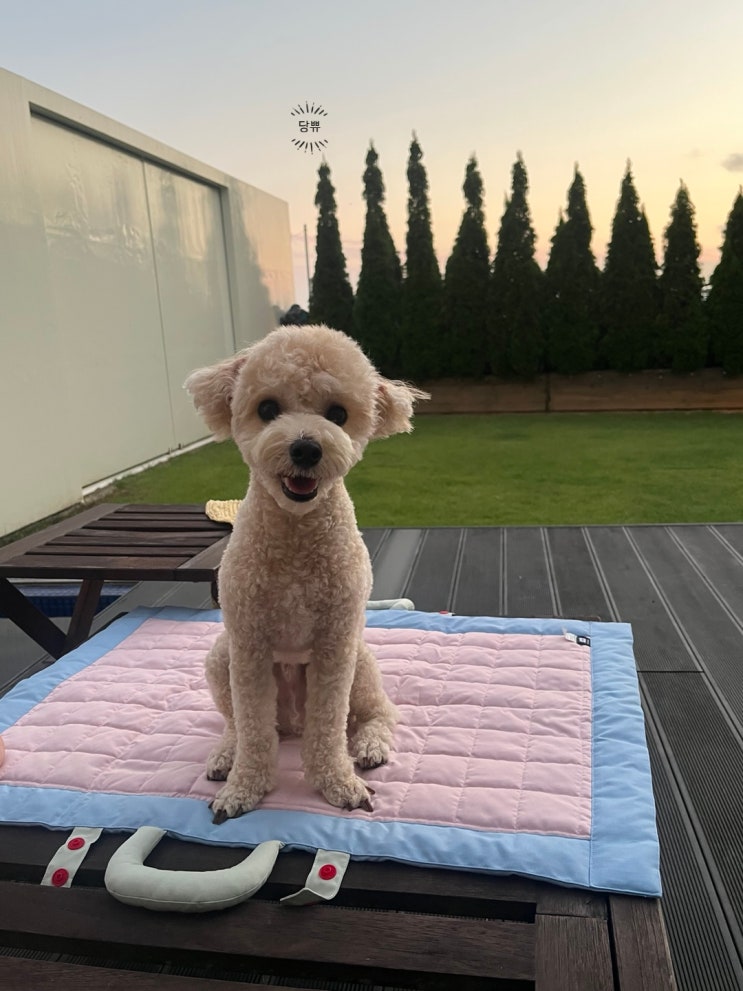 강화 애견동반펜션 일리스테이 또 가고 싶은 곳!(애견동반풀빌라)