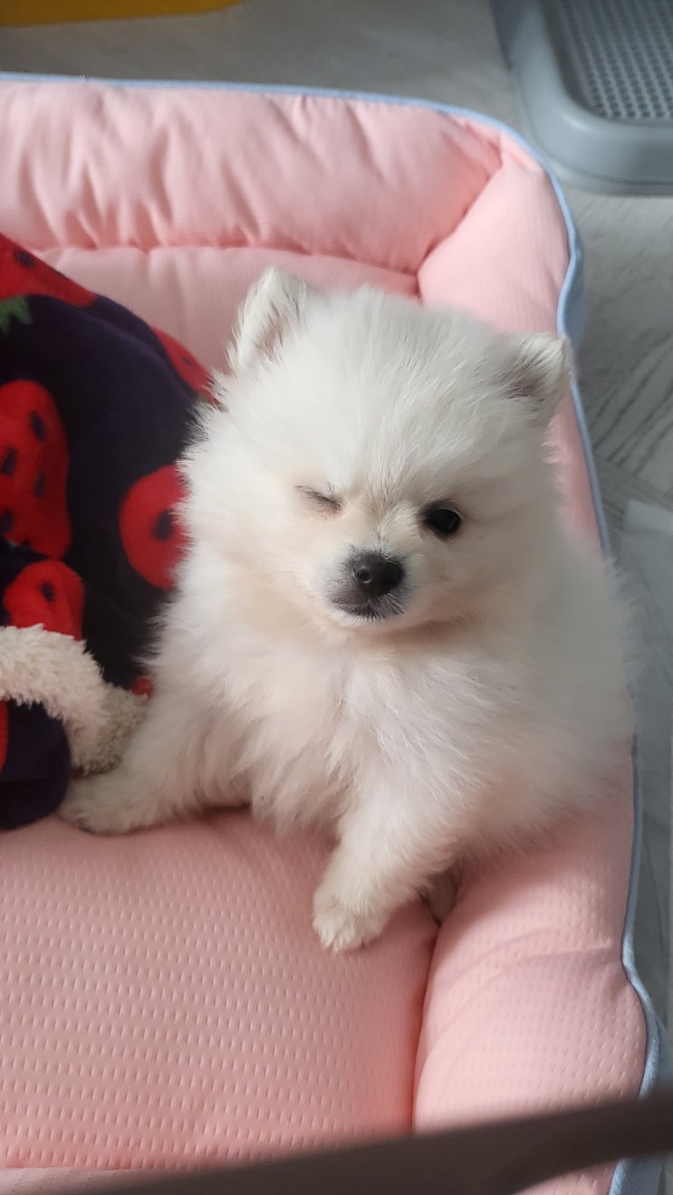   "우리집 첫째 공주님, 하콩이를 소개할게요!" 