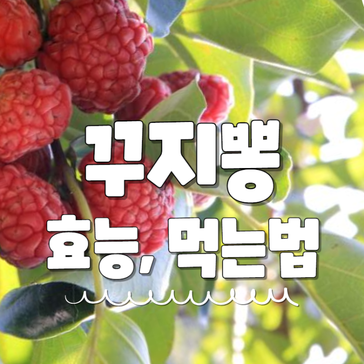  꾸지뽕 구지뽕 효능 열매 잎 즙 먹는법