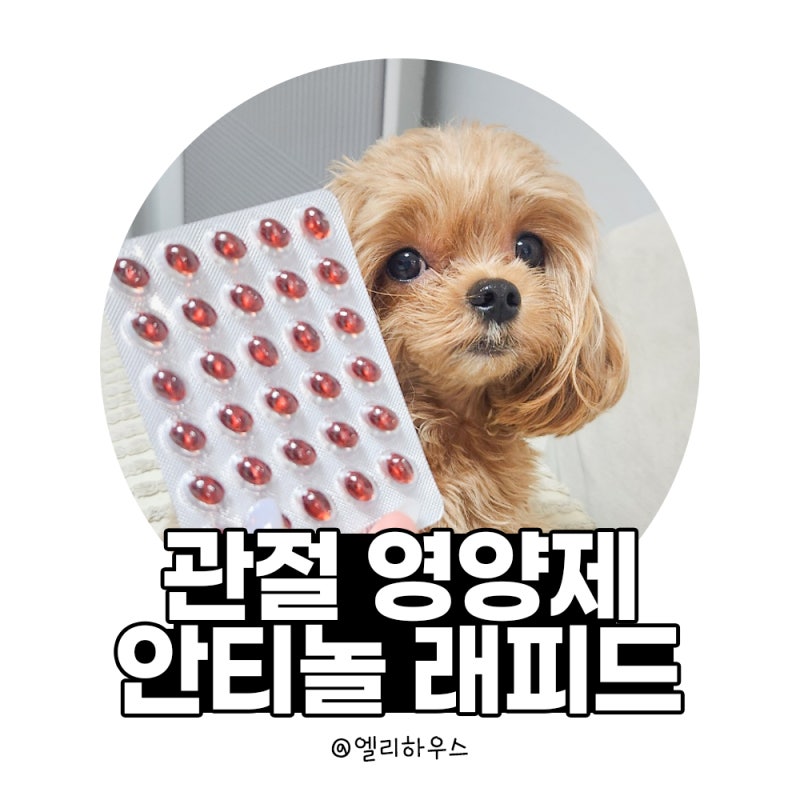 강아지 슬개골 탈구 예방ㅣ관절 영양제 안티놀 효능·급여법 총정리