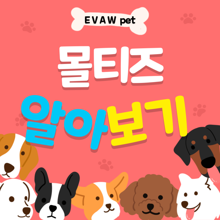  몰티즈 애견 전문가가 알려주는 몰티즈의 모든 것 (분양비, 성격, 특징)
