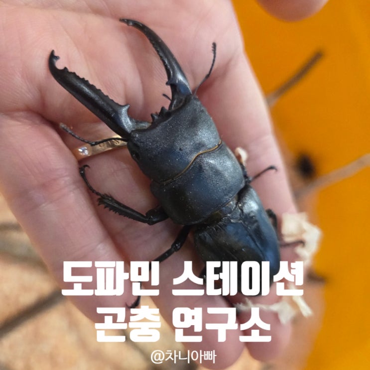  아이파크몰 도파민 스테이션 도파민 곤충연구소 방문 후기