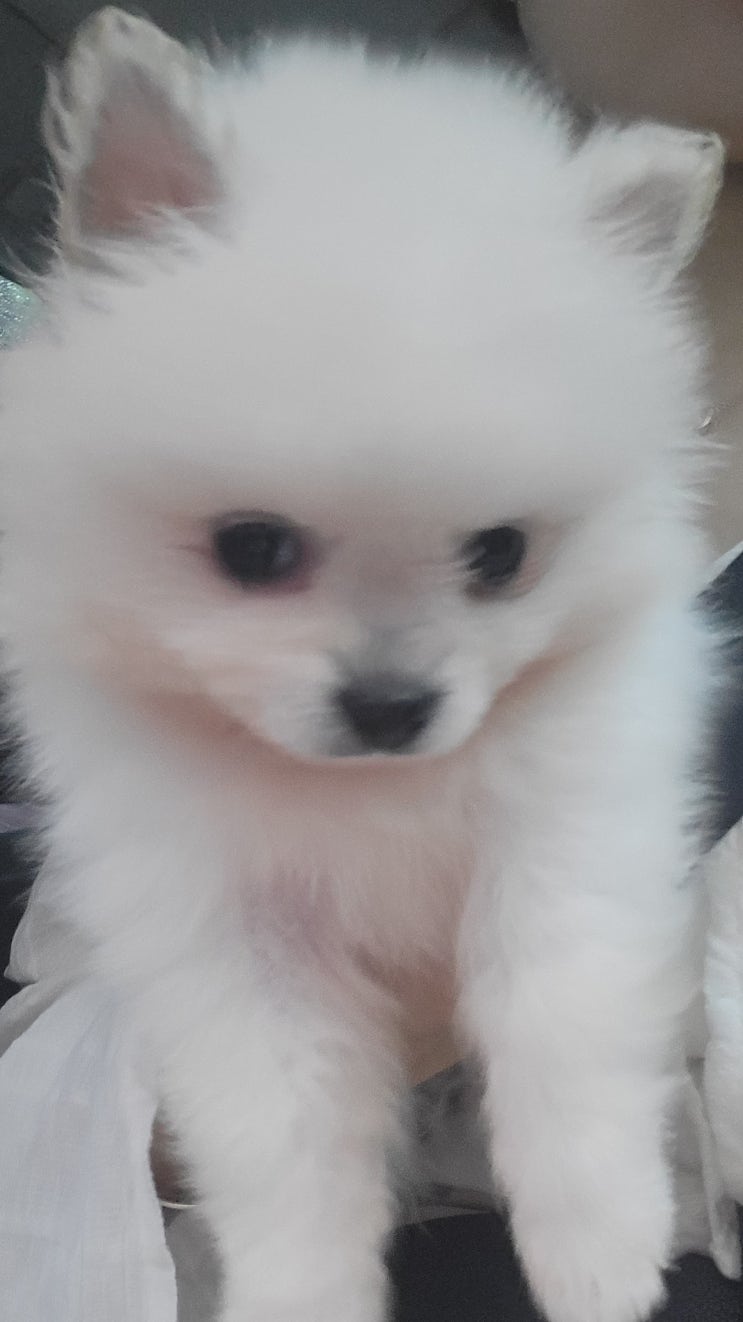   하콩이의 첫 번째 생일, 1년 동안의 성장 이야기 