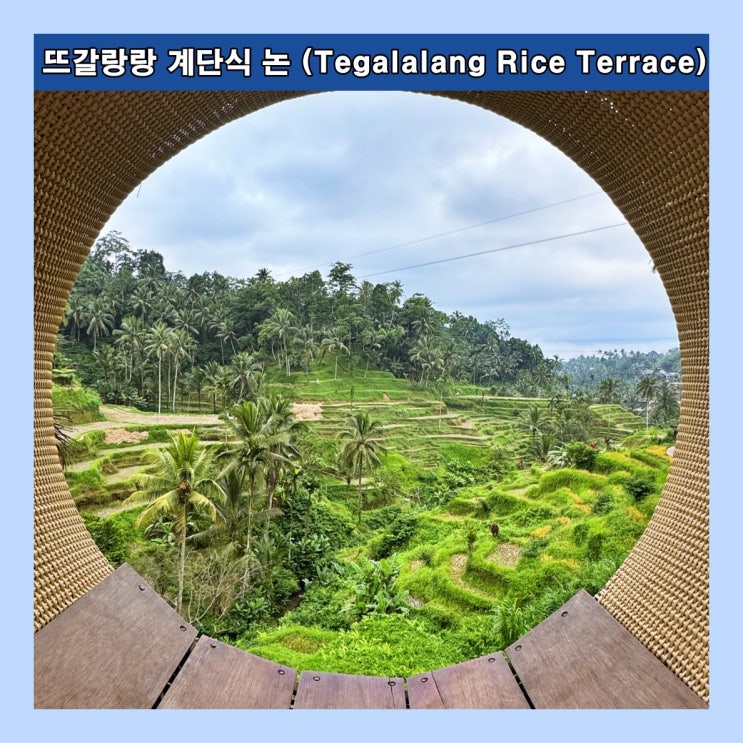  [발리] 유명세에 비해 그냥 놀이공원 같은 '뜨갈랑랑 계단식 논 (Tegalalang Rice Terrace)'