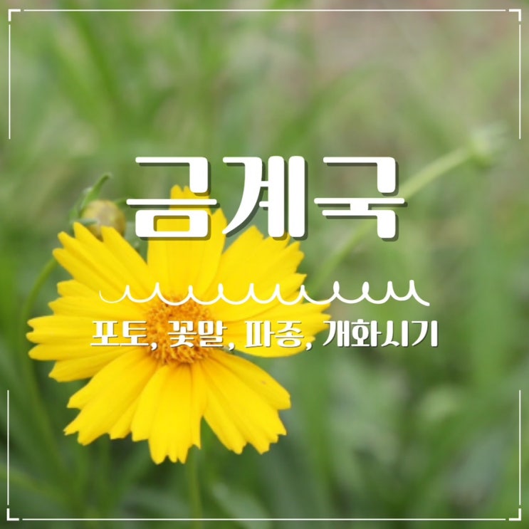  금계국 파종시기 키우기 포토 꽃말?