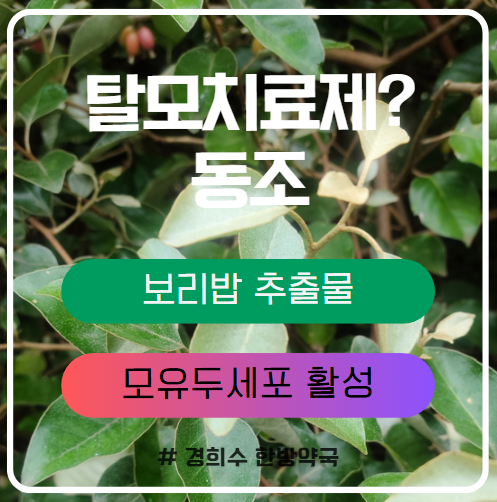  탈모에 최고 효과 탈모치료제 동조, 보리밥나무 추출물 사실인가? (경희수 원장 분석)