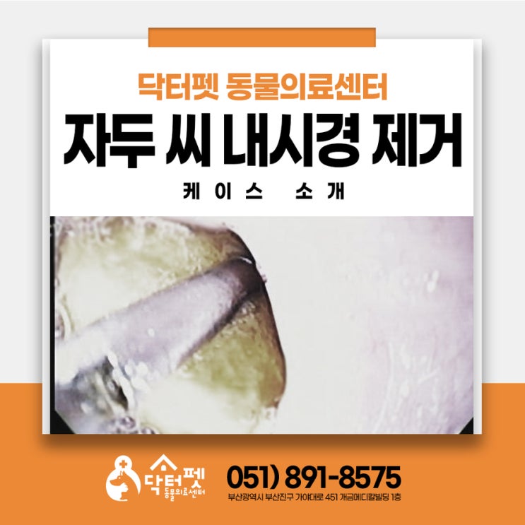  여름만 되면 이 강아지 환자들이 급증한다?부산 24시 동물병원 닥터펫 자두씨