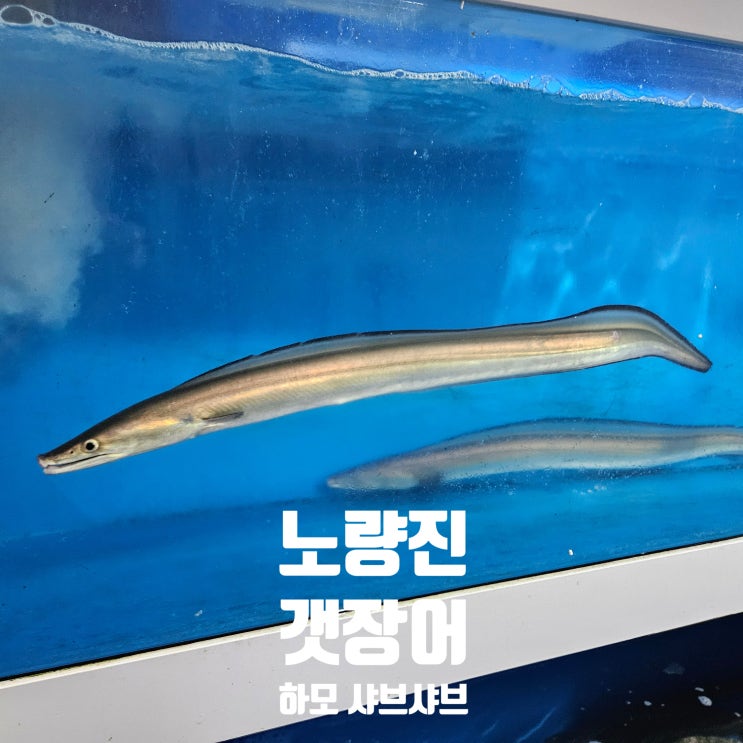  노량진수산시장 | 노량진 갯장어회 하모회 하모샤브샤브 가격 및 맛 후기 및 여름 제철회 바다장어 추천