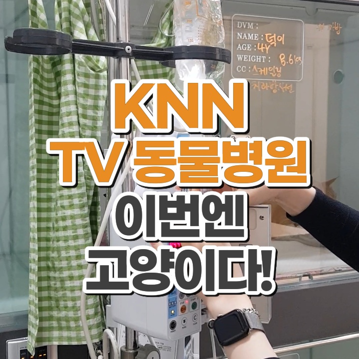  박문희 고양이 원장 김영화 외과 원장 KNN TV동물병원 촬영 소식 닥터펫동물의료센터