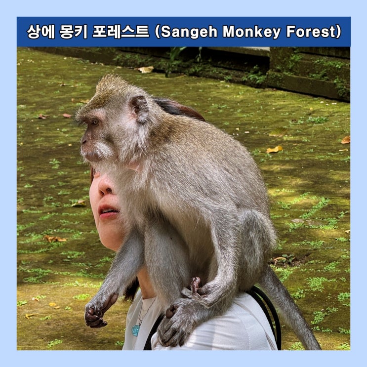  [발리] 회색 마카크 원숭이를 볼 수 있는 곳 '상에 몽키 포레스트 (Sangeh Monkey Forest)'