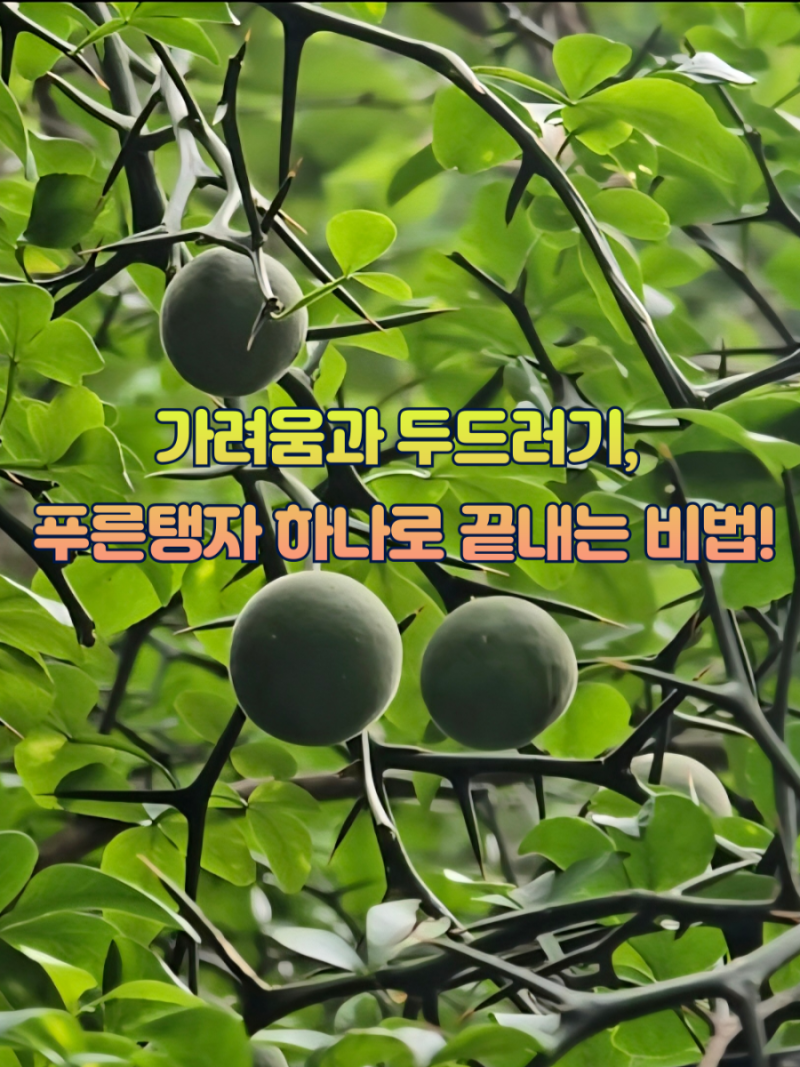가려움과 두드러기, 푸른탱자 하나로 끝내는 비법!
