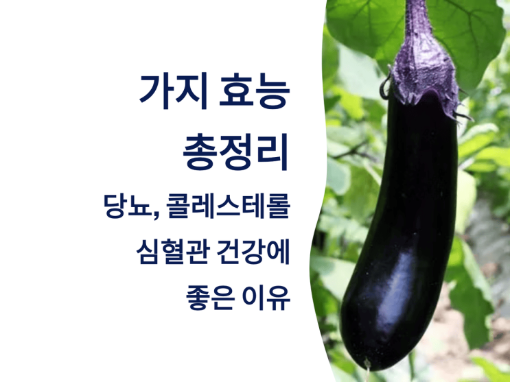  가지 효능 총정리: 당뇨, 콜레스테롤, 심혈관 건강에 좋은 이유