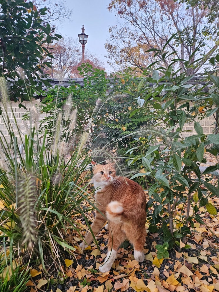  세계 고양이의 날=^.^=