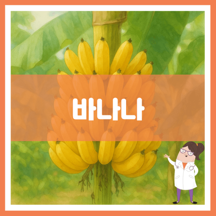  바나나 효능 영양성분 부작용