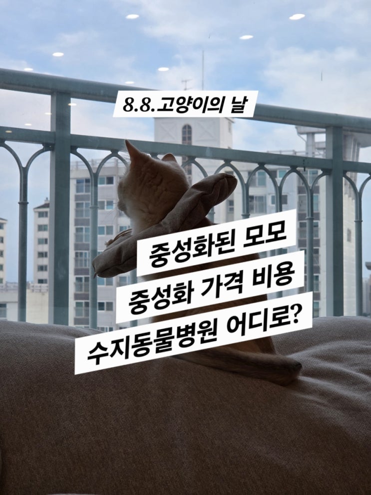  세계 고양이의 날 (모모는 중성화 수술을 했습니다) 수지 하임동물병원 추천 ,중성화 가격
