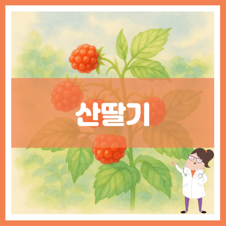  산딸기 효능 부작용 보관방법