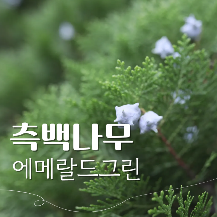  측백나무 열매 효능? 에메랄드그린 묘목