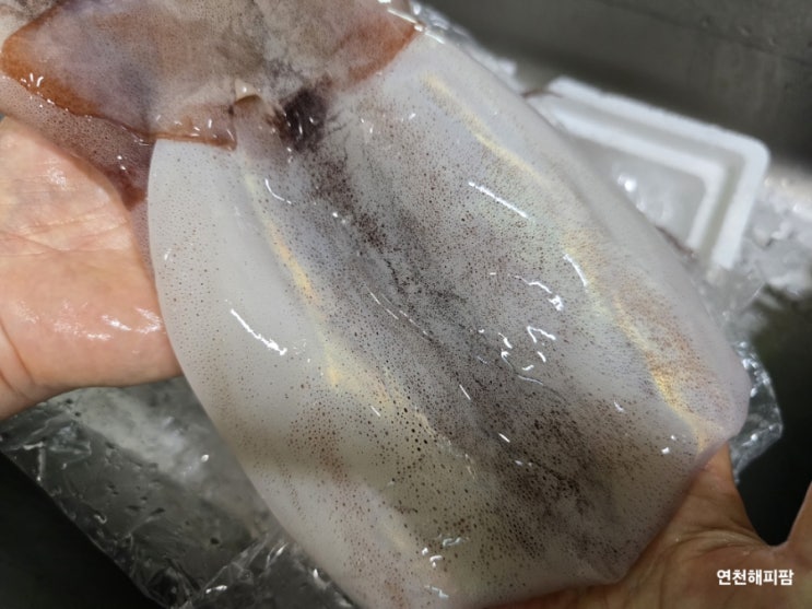  꼭지수산 생물오징어 신진도오징어 서해안 제철오징어 구입
