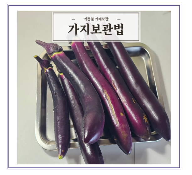가지보관법 제대로 알기 오래 보관방법 야채보관