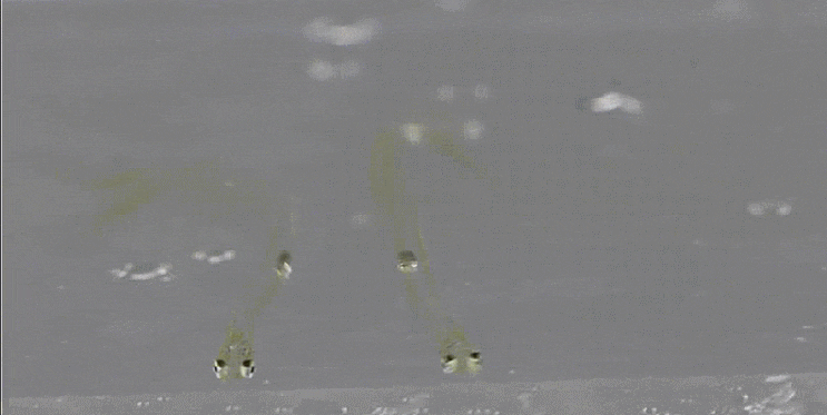  Megalops cyprinoides ( Leptocephalus ) イセゴイ 풀잉어 렙토세팔루스