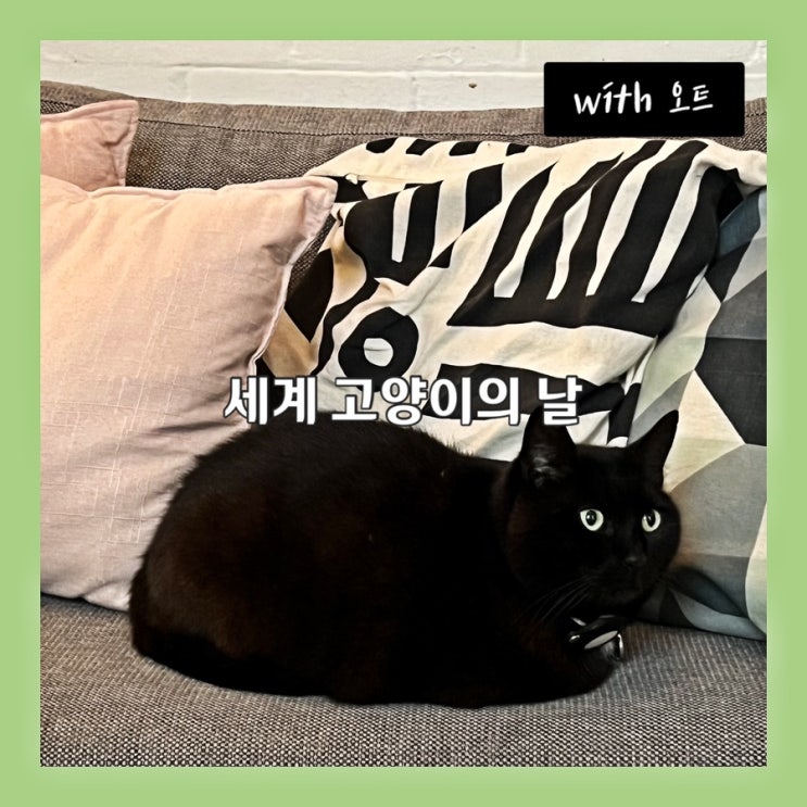  세계 고양이의 날, 시드니 에어비앤비 고양이와 친해지기